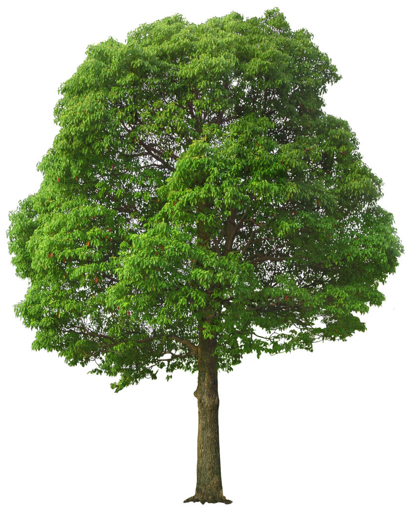 Large Green Tree